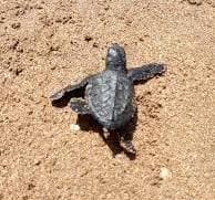 Mengapa Bayi Penyu Dibiarkan Berjalan Sendiri ke Laut?